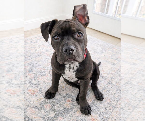 Medium Photo #1 American Pit Bull Terrier Puppy For Sale in Westminster, MA, USA