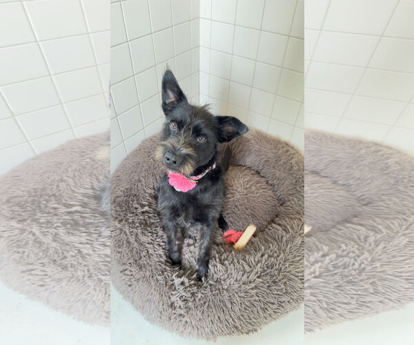 Medium Photo #6 Mutt Puppy For Sale in Fort Worth, TX, USA