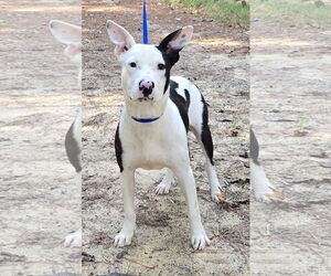 American Pit Bull Terrier-Unknown Mix Dogs for adoption in Wetumpka, AL, USA