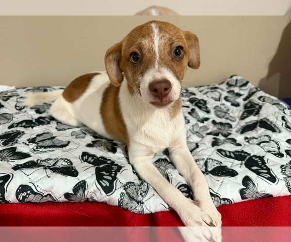 Medium Photo #2 Chihuahua-Unknown Mix Puppy For Sale in Cranston, RI, USA