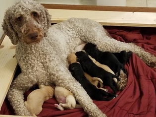 Mother of the Goldendoodle puppies born on 09/06/2018
