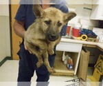 Small German Shepherd Dog Mix