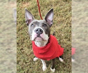 American Pit Bull Terrier-Unknown Mix Dogs for adoption in Glen Allen, VA, USA