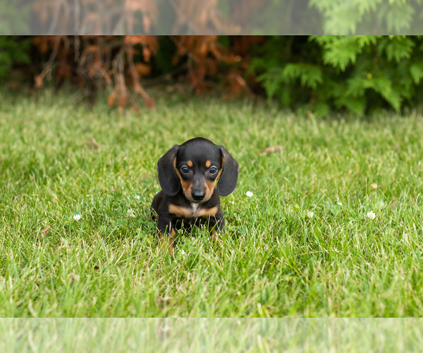Medium Photo #18 Dachshund Puppy For Sale in MILFORD, IN, USA