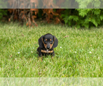 Small #17 Dachshund