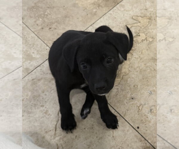 Medium Photo #2 Mutt Puppy For Sale in Boca Raton, FL, USA