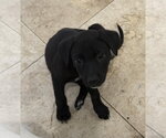 Small #1 Mutt