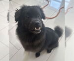 Small #4 Mutt