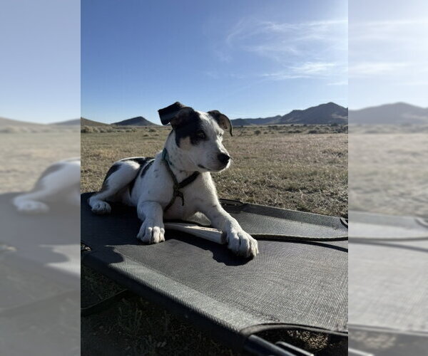 Medium Photo #23 Mutt Puppy For Sale in Sandy, UT, USA