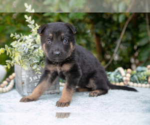 Medium German Shepherd Dog