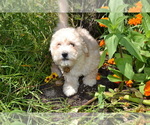 Puppy Basil Bichpoo