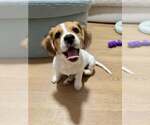 Small Beagle Mix