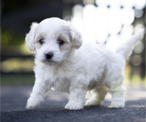 Bichpoo-Maltipoo Mix Puppy for sale in LEESBURG, VA, USA