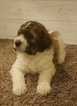 Puppy 2 Poodle (Standard)-Pyredoodle Mix