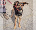 Small #1 German Shepherd Dog Mix