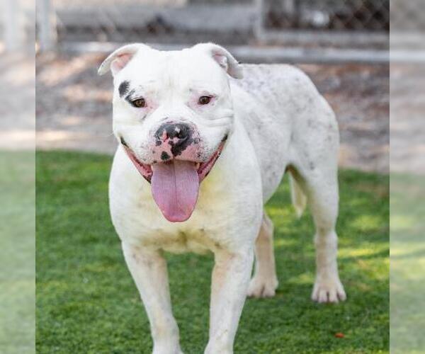 Medium Photo #1 American Pit Bull Terrier Puppy For Sale in Camarillo, CA, USA