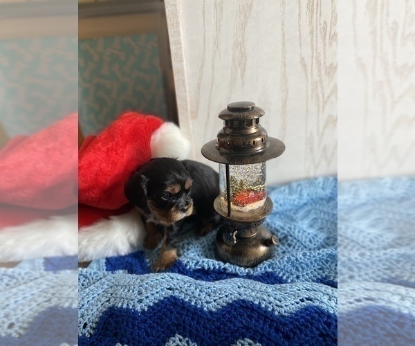 Medium Photo #10 Cavalier King Charles Spaniel Puppy For Sale in FREDERICKSBRG, PA, USA