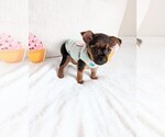 Small Photo #1 Yorkshire Terrier Puppy For Sale in ESTERO, FL, USA