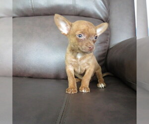 Chihuahua Puppy for sale in HAYES, VA, USA
