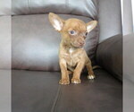 Image preview for Ad Listing. Nickname: NoahtheBrindle