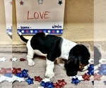 Puppy 8 Basset Hound