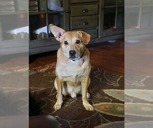 Chihuahua-Unknown Mix Dogs for adoption in McDonough, GA, USA