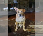 Small Chihuahua Mix