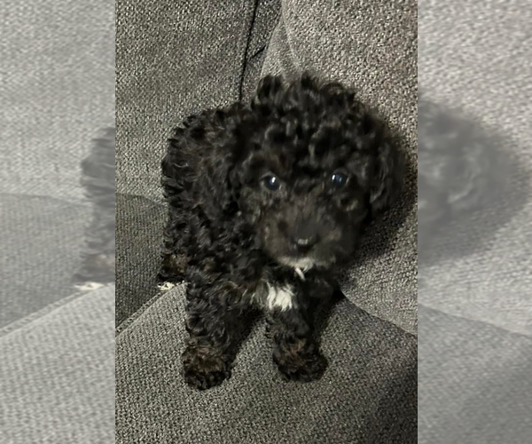 Medium Photo #1 Poodle (Miniature) Puppy For Sale in MATTOON, IL, USA