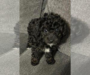 Poodle (Miniature) Puppy for Sale in MATTOON, Illinois USA