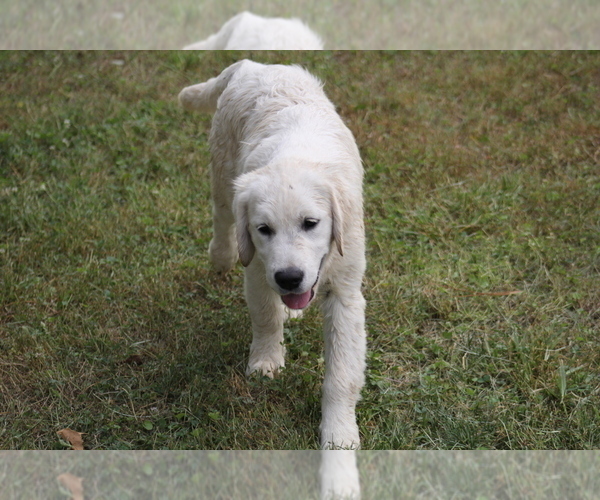 Medium Photo #7 English Cream Golden Retriever Puppy For Sale in RINGGOLD, GA, USA
