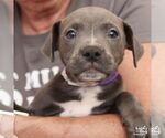 Small #3 Mutt