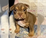 Small Photo #1 English Bulldog Puppy For Sale in RICHMOND, VA, USA