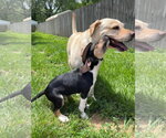 Small #39 Treeing Walker Coonhound Mix