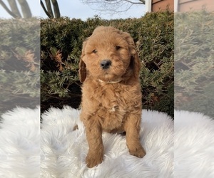 Goldendoodle Puppy for sale in GOSHEN, IN, USA