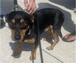 BROWNIE - Male Dachshund-Unknown Mix Dog for Adoption - Small photo