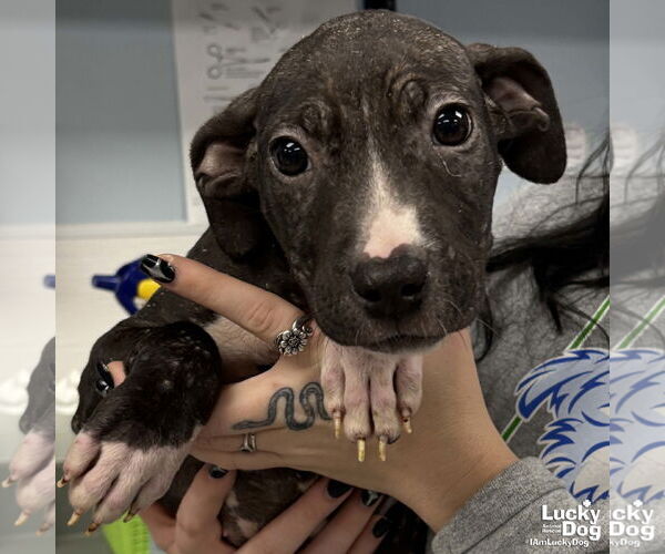 Medium Photo #2 Mutt Puppy For Sale in Washington, DC, USA