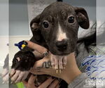 Small #1 Mutt