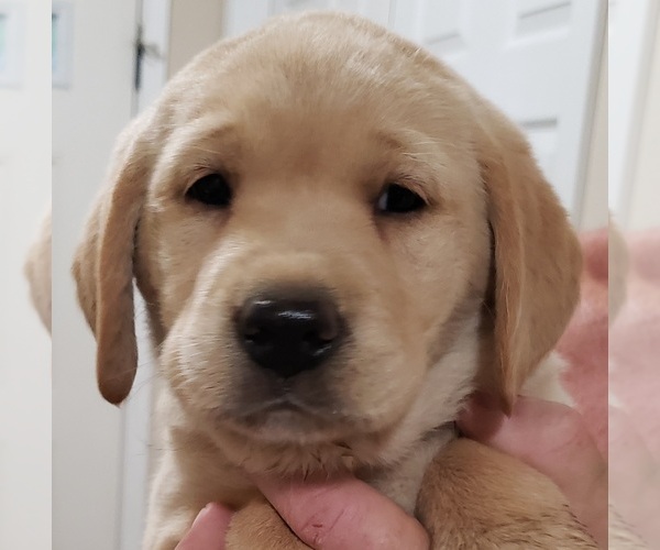 Medium Photo #17 Labrador Retriever Puppy For Sale in OLYMPIA, WA, USA