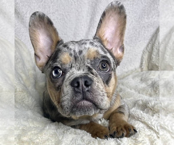 Medium Photo #3 French Bulldog Puppy For Sale in BOTHELL, WA, USA