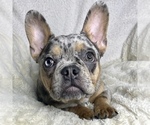 Small Photo #3 French Bulldog Puppy For Sale in BOTHELL, WA, USA