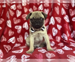 Pug Puppy for sale in LAKELAND, FL, USA