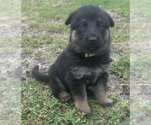 German Shepherd Dog Puppy for sale in NEEDVILLE, TX, USA