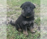 Small Photo #1 German Shepherd Dog Puppy For Sale in NEEDVILLE, TX, USA