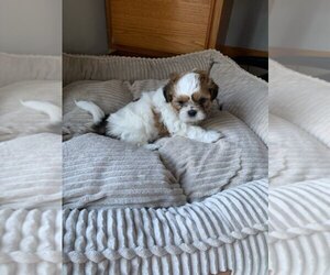 Medium Shih Tzu