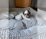 Puppy 1 Shih Tzu