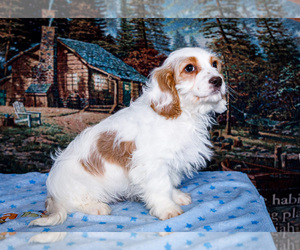 Medium Cavapoo