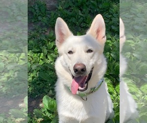 Father of the German Shepherd Dog puppies born on 08/13/2025