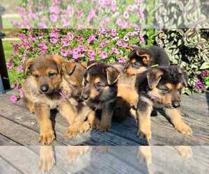 German Shepherd Dog Litter for sale in MOUNTAIN GROVE, MO, USA