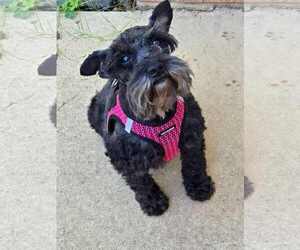 Mutt Dogs for adoption in Lebanon, PA, USA