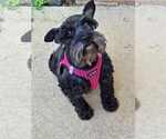 Small Mutt